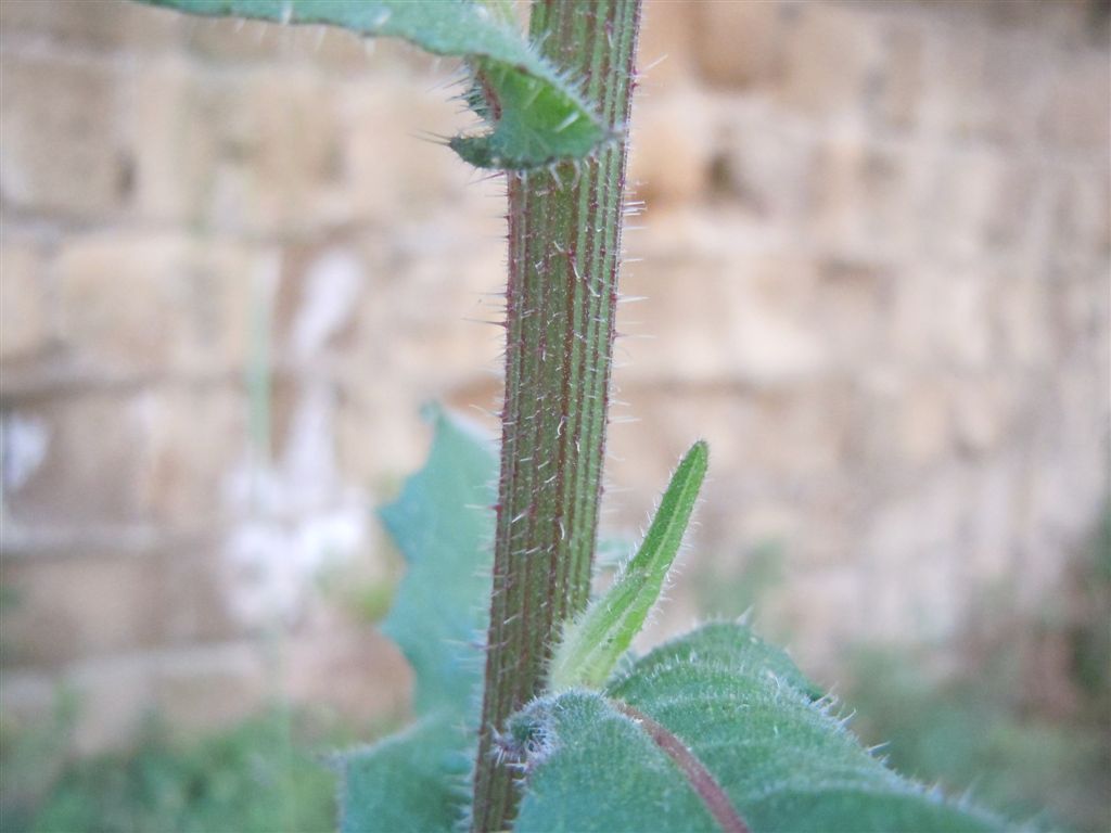 Larva di Tenthredo scrophulariae